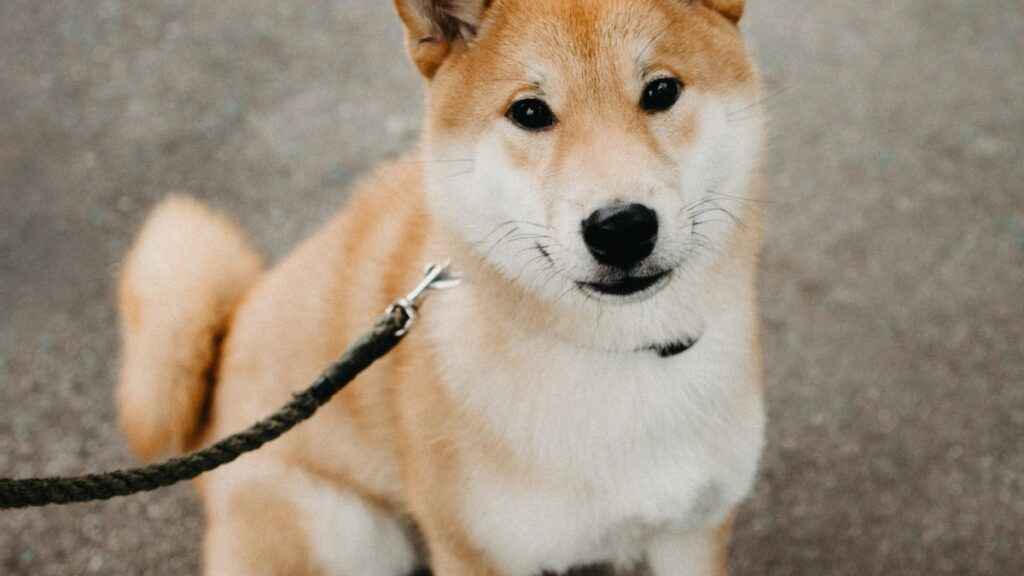 Shiba Inu Criptomoeda vale a pena