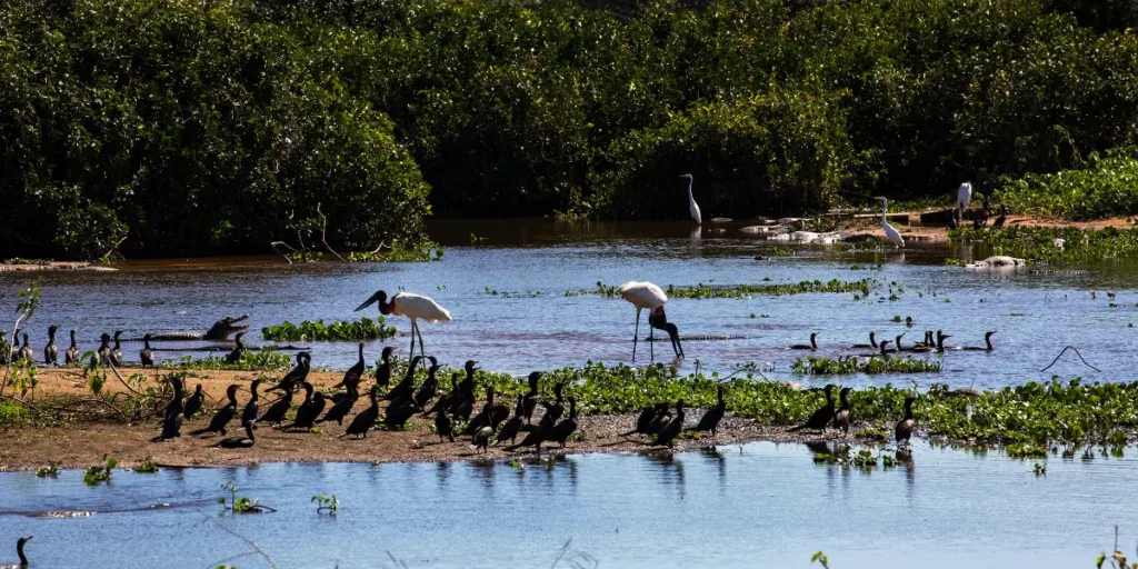 Novela Pantanal online