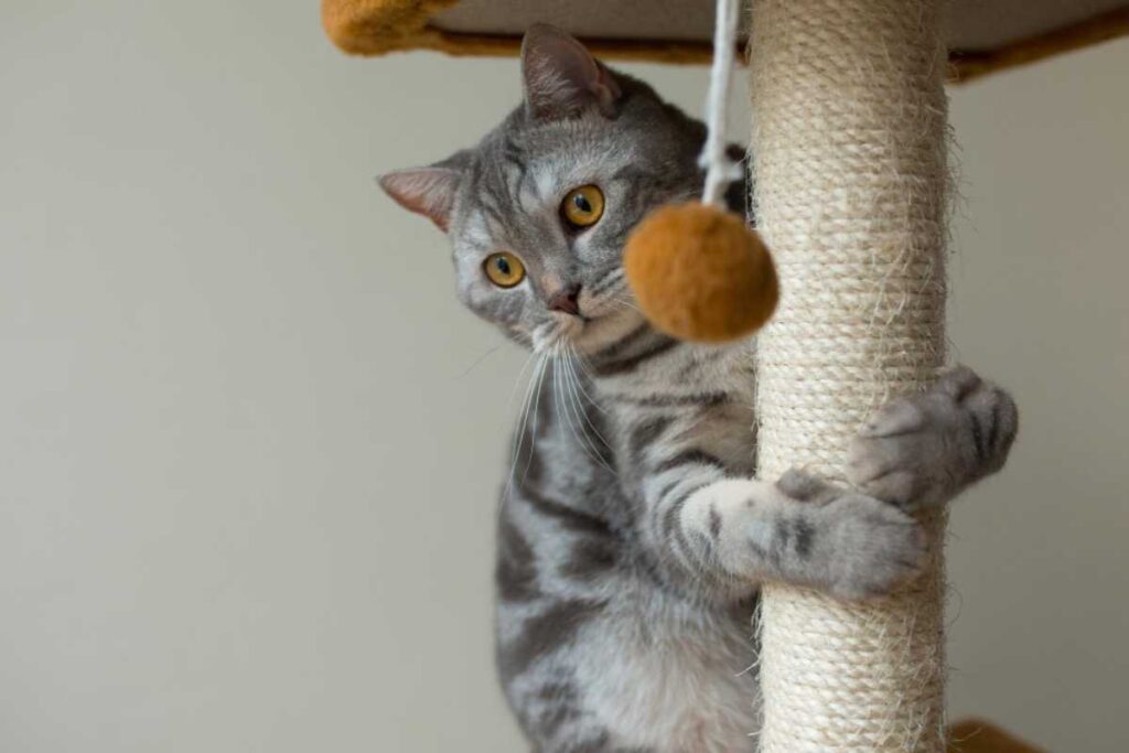 Sinais de que o gato precisa de um arranhador novo ou diferente